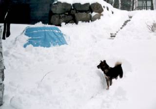 雪に埋もれたビート